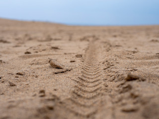 tire tracks in sand ,Bicycle wheel marks on sand 