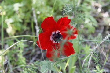 red poppy flower