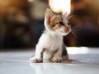 Kittens with 3 beautiful colors. Thai breed kittens are looking.