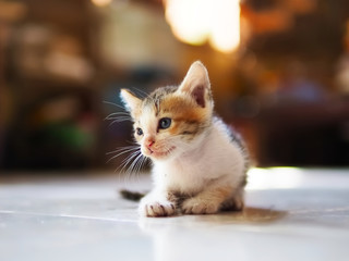 Kittens with 3 beautiful colors. Thai breed kittens are looking.