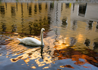 Łabędź © Joanna