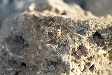 Spider on a rock