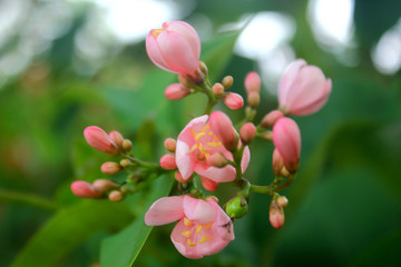 a photo of a colorful flower that looks very beautiful in the middle of the garden during the day