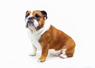 english bulldog isolated on white