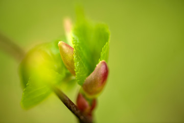 Zarte Blätter der Sommerlinde treiben aus sich öffnenden Knospenschuppen, Close up, selektive Schärfe