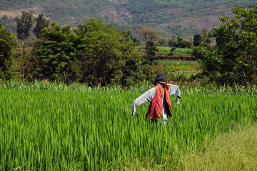 Picture of scarecrow in Indian farm for protecting crops