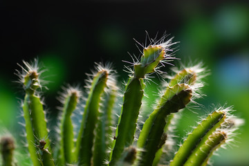 Flower cactus
