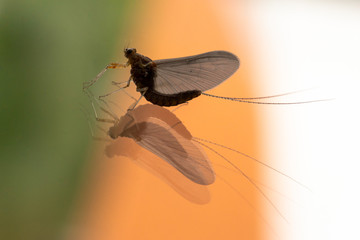 Mosquito