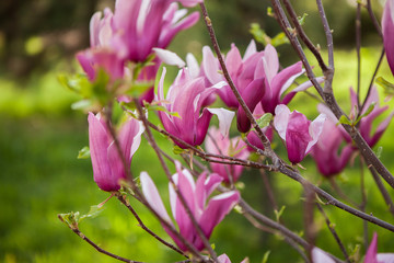 Rosy magnolia flowers in garden