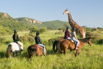 Female horseback riders ride horses in morning near Masai Giraffe at the Lewa Wildlife Conservancy in North Kenya, Africa