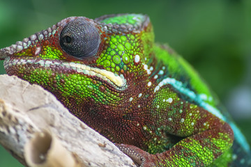 Close up of a colorful chameleon