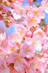 日本の河津桜
