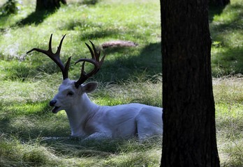 The white tailed deer, rare white color. Scene from Wisconsin conservation area.
