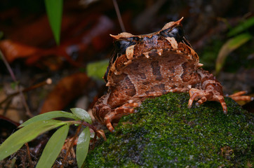 image of a Kinabalu Horned Frog from Borneo - Megophrys baluensis