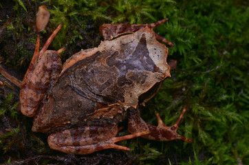 image of a Kinabalu Horned Frog from Borneo - Megophrys baluensis