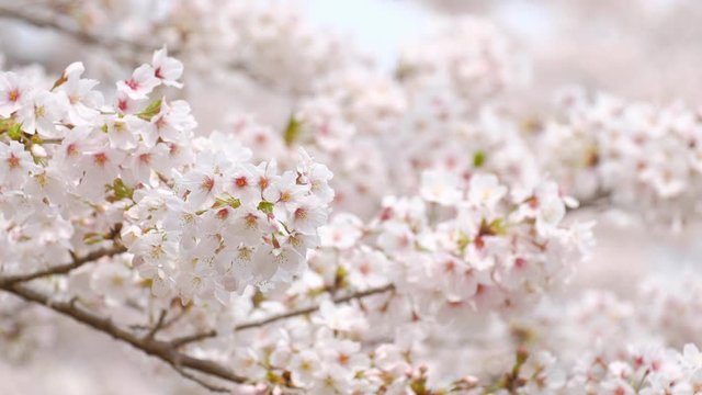 動画素材:　桜の花　ソメイヨシノ　クローズアップ