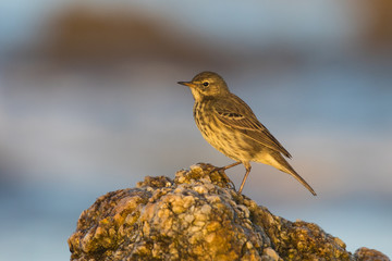 Pipit maritime - Rock Pipit (Anthus petrosus)