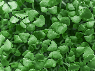 Close-up micro green basil. Macro natural trend background. Fresh sprouts, seedlings. Healthy...