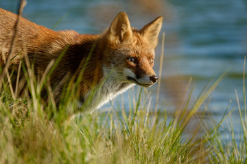 A magnificent wild Red Fox, hunting for food to eat in the long grass, water in background, headshot