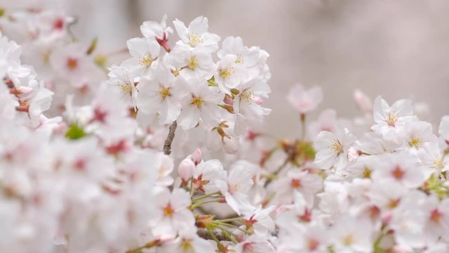 動画素材:　桜の花　ソメイヨシノ　クローズアップ