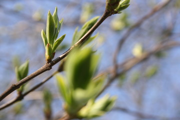 the green fresh buds on the branches of tree