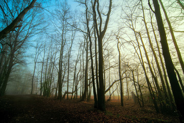 Panorama of morning forest in foggy weather