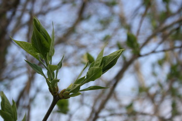 the green fresh buds on the branches of tree