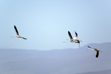 Flamingos in flight at Lake Naivasha, Great Rift Valley, Kenya, Africa