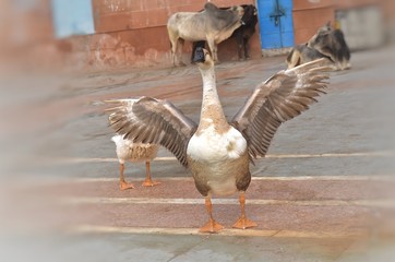 goose on a zoo