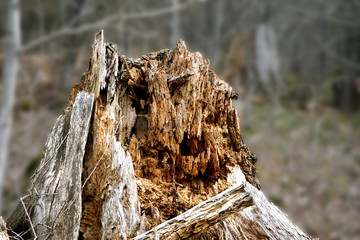 Totholz - Morscher Baumstumpf