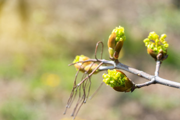 Beautiful sunny background with a maple branch with opening blooming green buds. Spring full bloom. New growing life. Amazing macro photo.