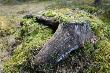 Old tree stump