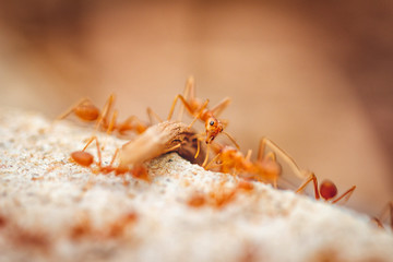 Ants carrying prey to nest