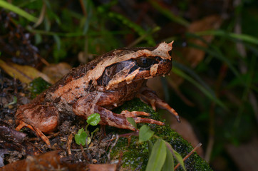 image of a Kinabalu Horned Frog from Borneo - Megophrys baluensis