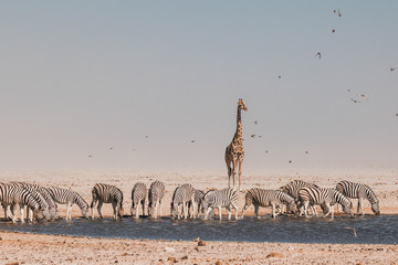 Fototapeta na wymiar Animals at waterhole in Etosha National Park Namibia