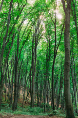 Fototapeta na wymiar Summer forest with high trees