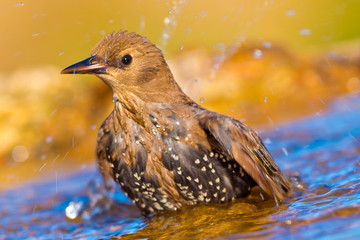 Starling, Sturnus vulgaris, Estornino Pinto, Forest Pond, Castilla y León, Spain, Europe