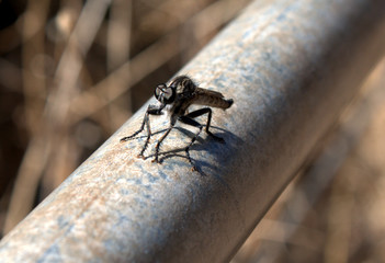 Dragonfly in a macro looking at the camera