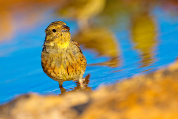 Juvenile Cirl Bunting, Emberiza cirlus, Escribano Soteño, Forest Pond, Castilla y León, Spain, Europe