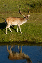 A fallow deer looking at camera, next to a river in the sun, the Netherlands