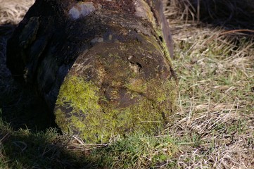 Baum