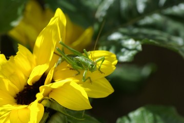 Graßhüpfer auf Blume