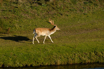 A fallow deer walks in the grass, next to a river in the sun, the Netherland