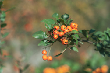 Fast-growing evergreen dense bush of Pyracantha.