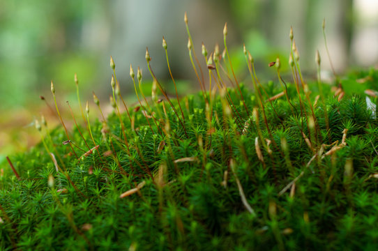 Texture of fresh green plant. Colorful green fresh forest Polytrichales moss.