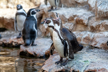 Groupe de manchots de Humboldt