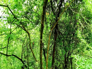 Fototapeta premium tree forest