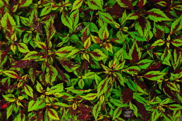 closeup of bush leaves with green and purple color.
