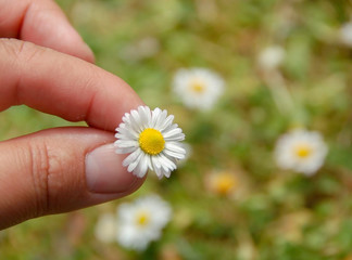 Two fingers hold a daisy in a meadow full of wildflowers on a sunny day.