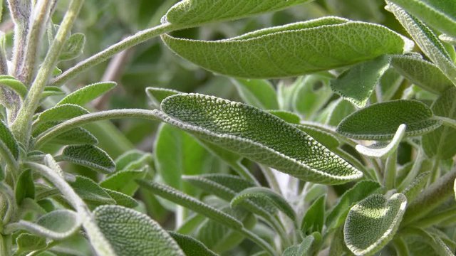close up of sage